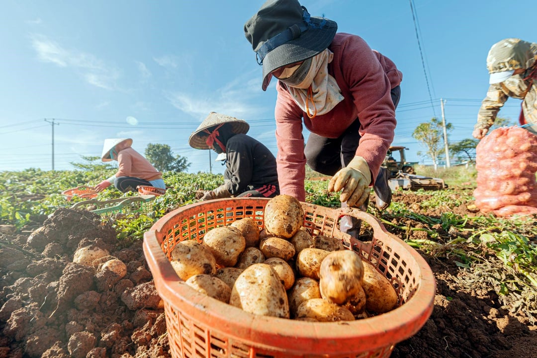 dây chuyền sản xuất snack khoai tây chiên